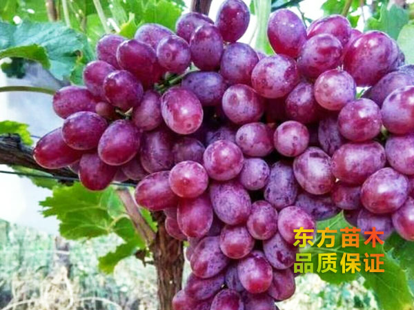 超級(jí)無(wú)核葡萄