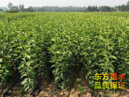 如何診斷梨苗的蟲(chóng)病癥狀