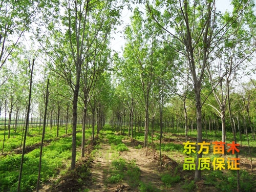 苗木栽培以后應(yīng)該注意哪些？