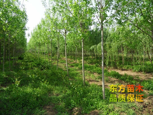 白蠟樹(shù)的主要價(jià)值