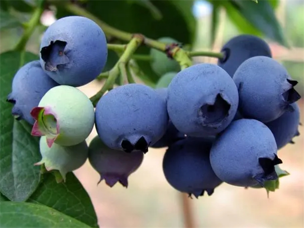 阿蘭納藍(lán)莓2