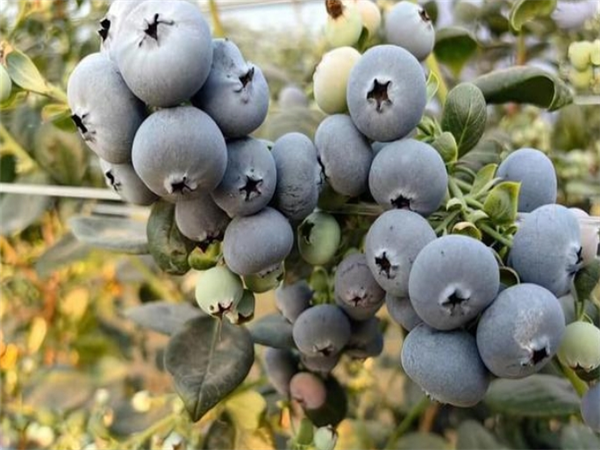 代號(hào)f6藍(lán)莓